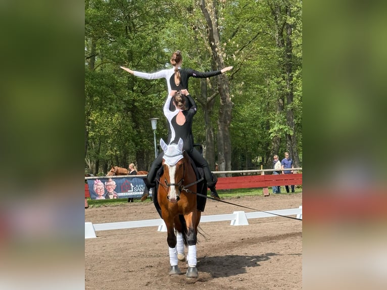 Polnisches Kaltblut Wallach 7 Jahre 173 cm Brauner in Klötze