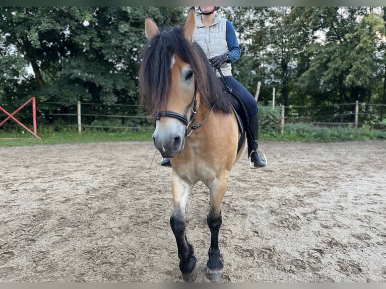 Polnisches Kaltblut Wallach 8 Jahre 154 cm Buckskin in Dresden
