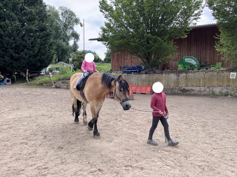 Polnisches Kaltblut Wallach 8 Jahre 154 cm Buckskin in Dresden