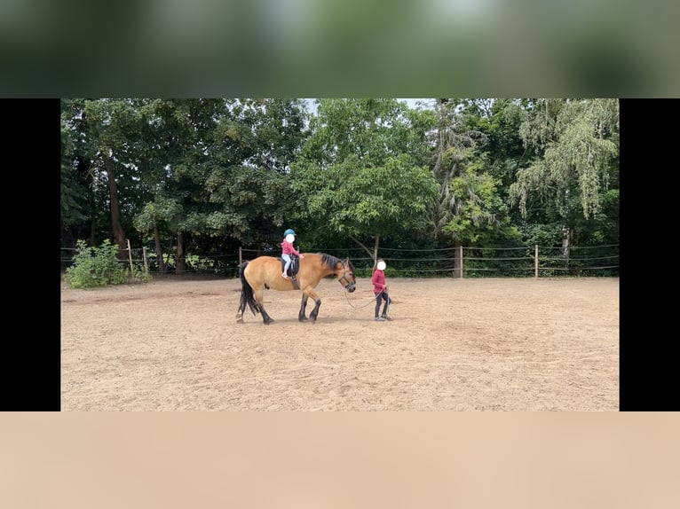 Polnisches Kaltblut Wallach 8 Jahre 154 cm Buckskin in Dresden