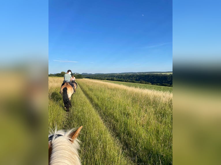 Polnisches Kaltblut Wallach 8 Jahre 154 cm Buckskin in Dresden