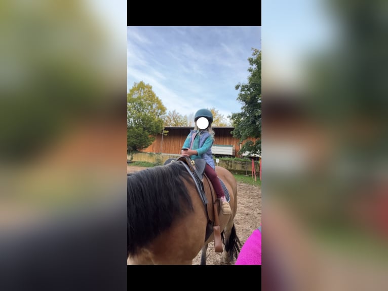 Polnisches Kaltblut Wallach 8 Jahre 154 cm Buckskin in Dresden