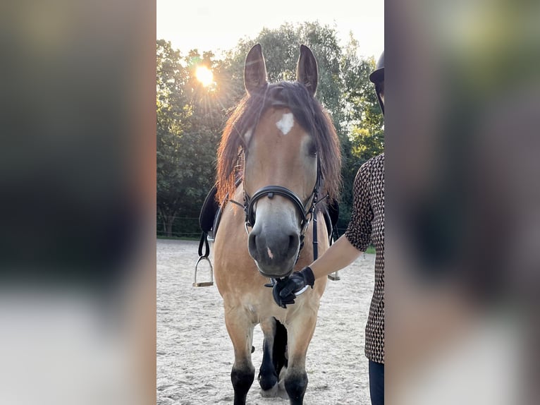 Polnisches Kaltblut Wallach 8 Jahre 154 cm Buckskin in Dresden