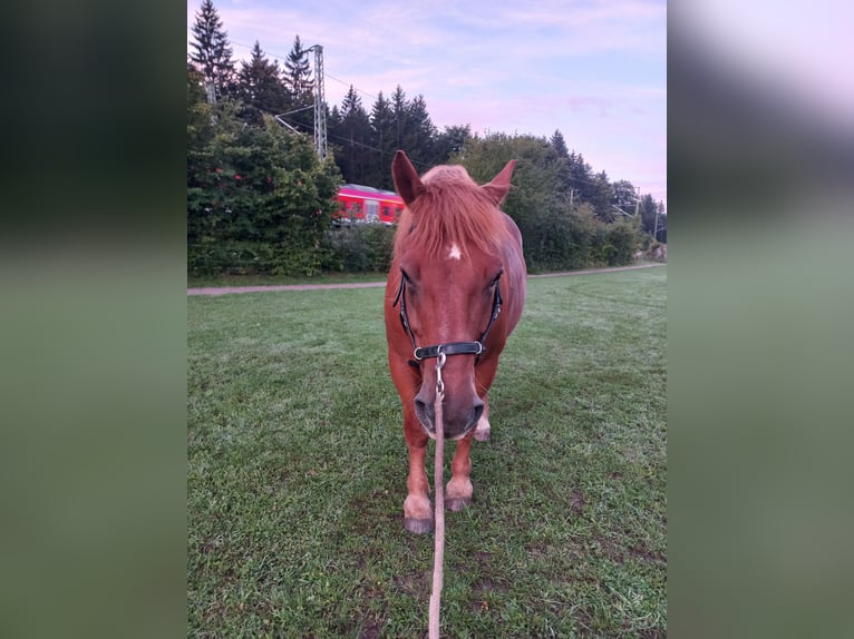 Polnisches Kaltblut Wallach 8 Jahre 155 cm Fuchs in Weil