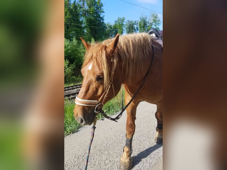 Polnisches Kaltblut Wallach 8 Jahre 155 cm Fuchs in Weil