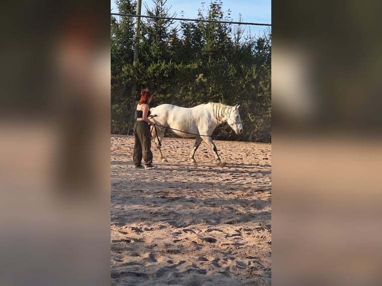Polnisches Kaltblut Mix Wallach 8 Jahre 155 cm Schimmel in Rittersdorf