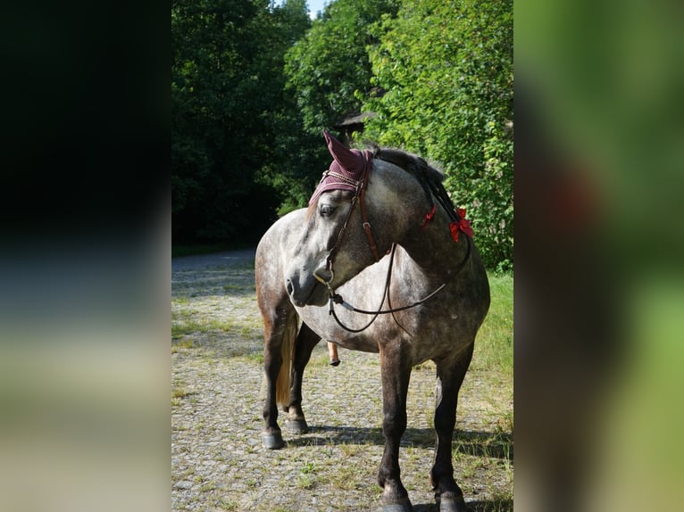 Polnisches Kaltblut Wallach 8 Jahre 159 cm Schimmel in Borna