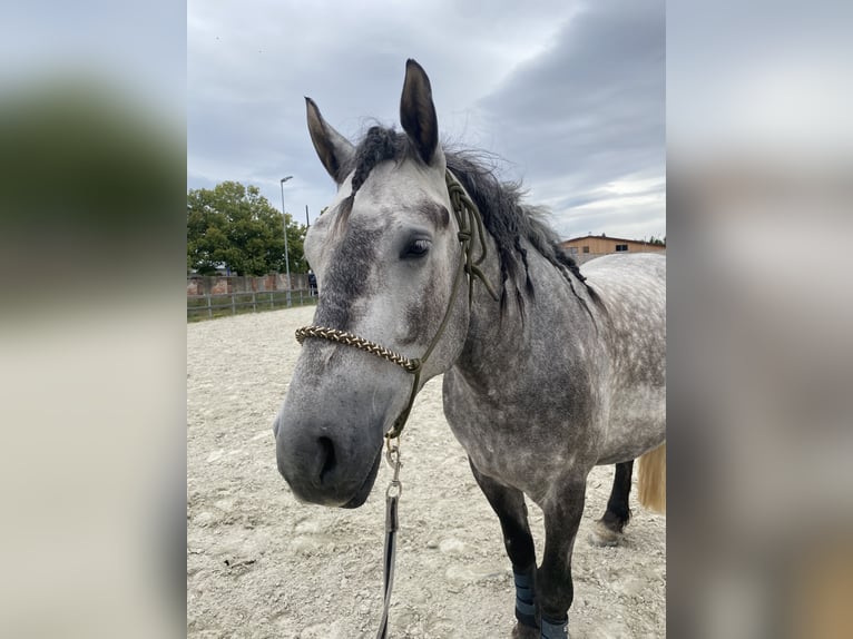 Polnisches Kaltblut Wallach 8 Jahre 159 cm Schimmel in Borna