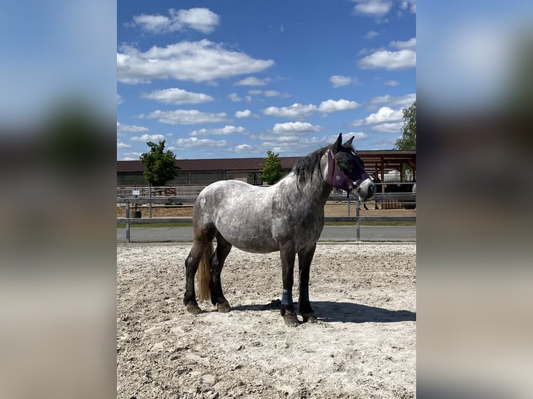 Polnisches Kaltblut Wallach 8 Jahre 159 cm Schimmel in Borna
