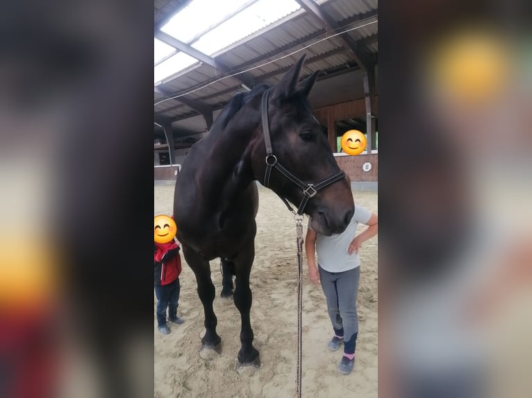 Polnisches Kaltblut Wallach 8 Jahre 160 cm Schwarzbrauner in Berge