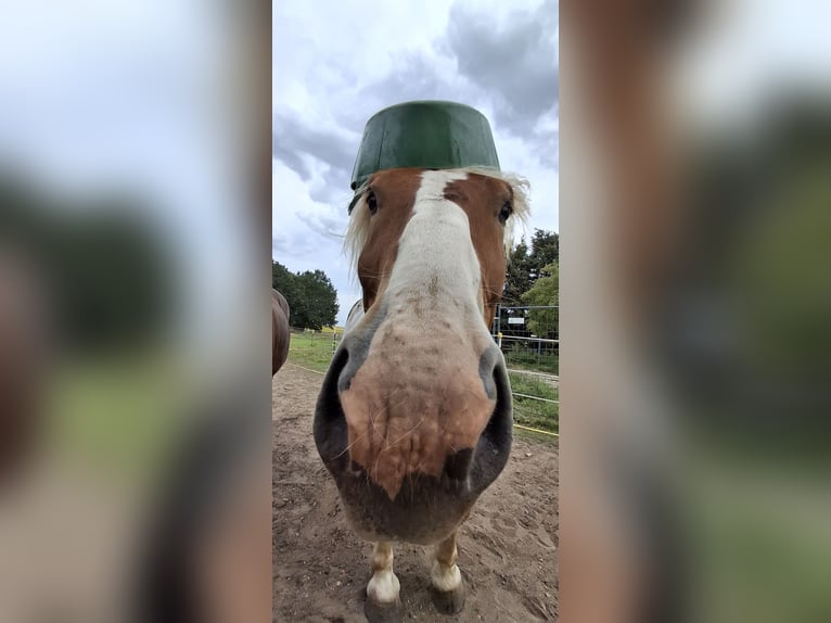 Polnisches Kaltblut Wallach 8 Jahre 161 cm Fuchs in Lutherstadt Wittenberg