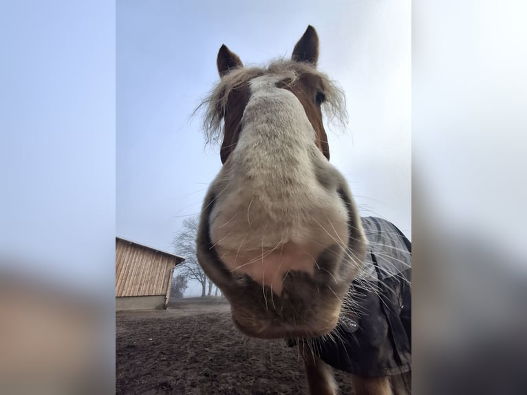 Polnisches Kaltblut Wallach 8 Jahre 161 cm Fuchs in Lutherstadt Wittenberg