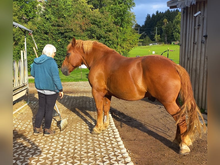 Polnisches Kaltblut Wallach 9 Jahre 155 cm Fuchs in Weil