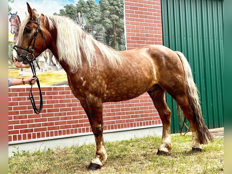 Polnisches Kaltblut Wallach 9 Jahre 164 cm Fuchs in Rottstock