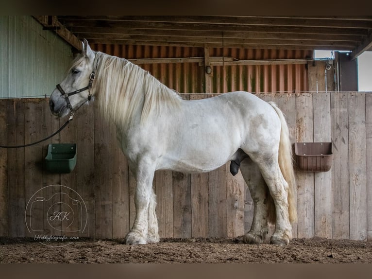 Polnisches Kaltblut Wallach 9 Jahre 165 cm Schimmel in Wangerland Hohenkirchen