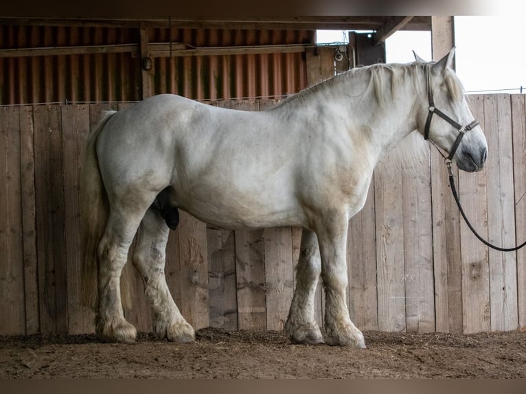 Polnisches Kaltblut Wallach 9 Jahre 165 cm Schimmel in Wangerland Hohenkirchen