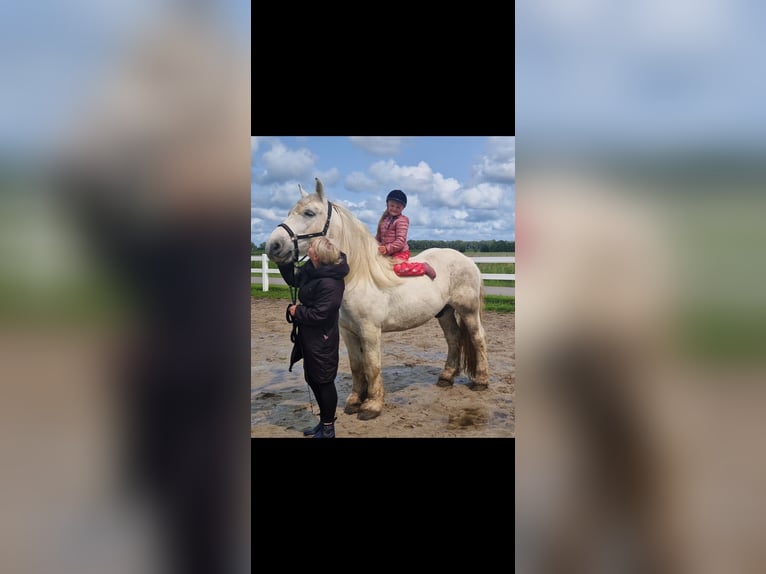 Polnisches Kaltblut Wallach 9 Jahre 165 cm Schimmel in Wangerland Hohenkirchen