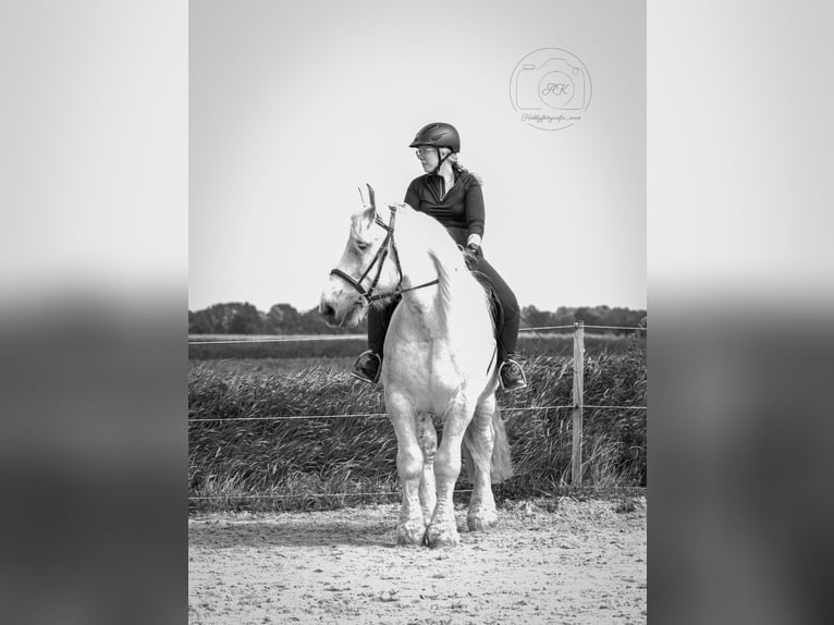 Polnisches Kaltblut Wallach 9 Jahre 165 cm Schimmel in Wangerland Hohenkirchen