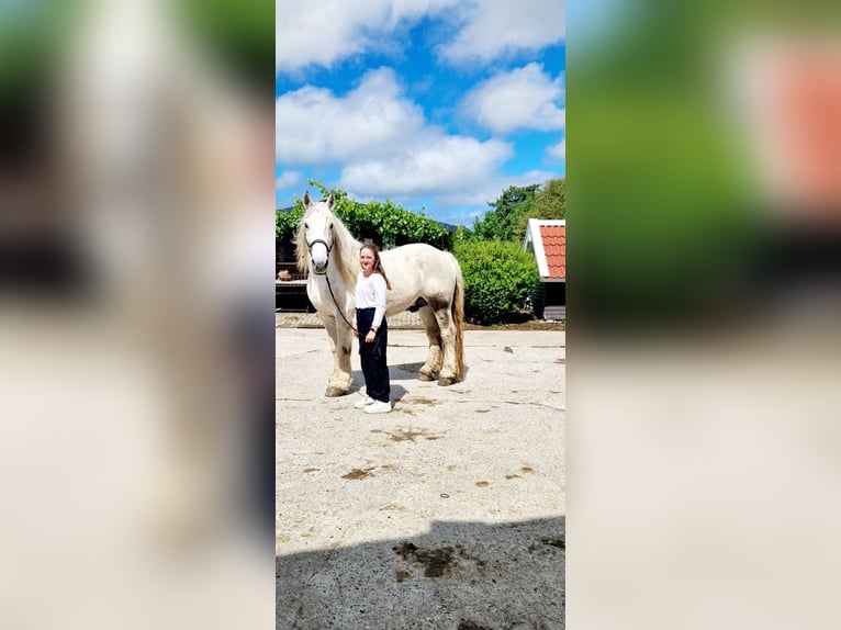 Polnisches Kaltblut Wallach 9 Jahre 165 cm Schimmel in Wangerland Hohenkirchen