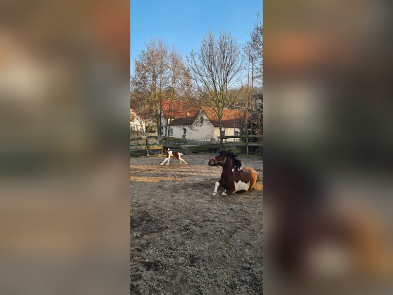 Polnisches Reitpony Hengst 1 Jahr 145 cm Schecke in Mücheln (Geiseltal)
