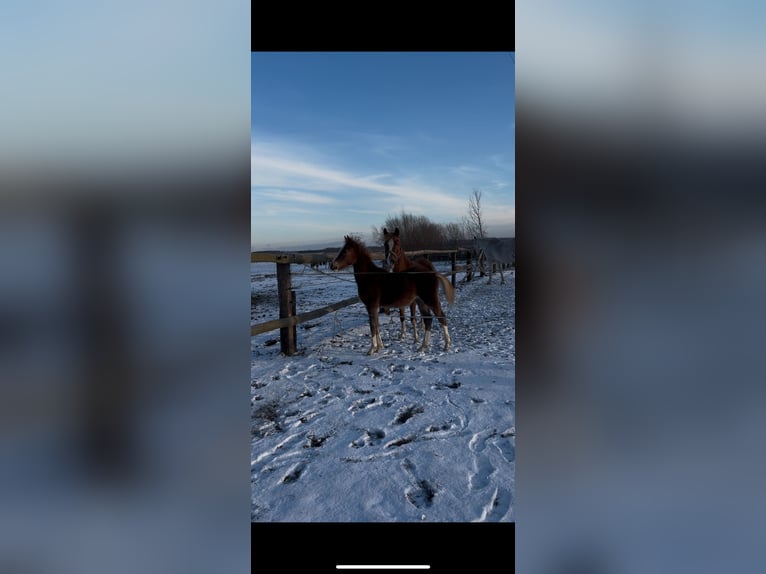 Polnisches Reitpony Hengst 1 Jahr Fuchs in Strzałkowo