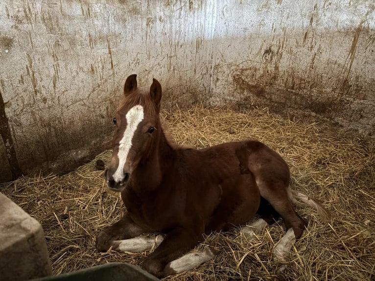 Polnisches Reitpony Hengst 1 Jahr Fuchs in Strzałkowo