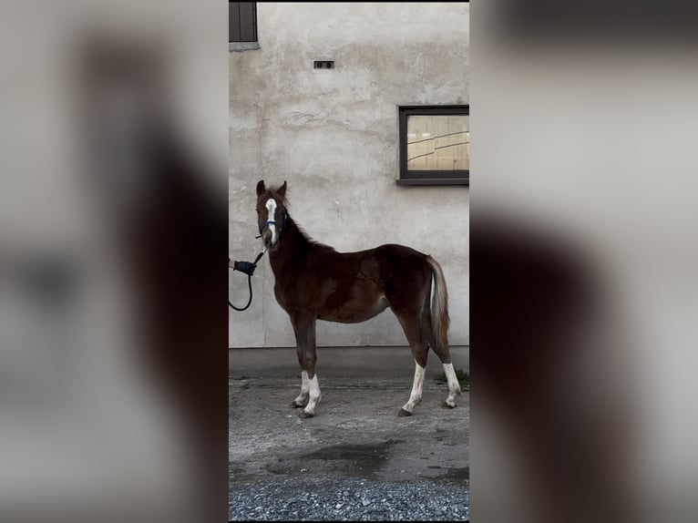 Polnisches Reitpony Hengst 1 Jahr Fuchs in Strzałkowo