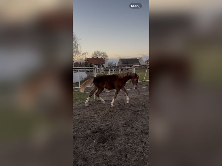 Polnisches Reitpony Hengst 1 Jahr Fuchs in Strzałkowo