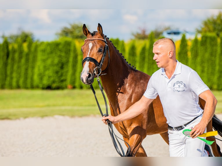 Polnisches Reitpony Hengst 3 Jahre 145 cm Brauner in Opalenica