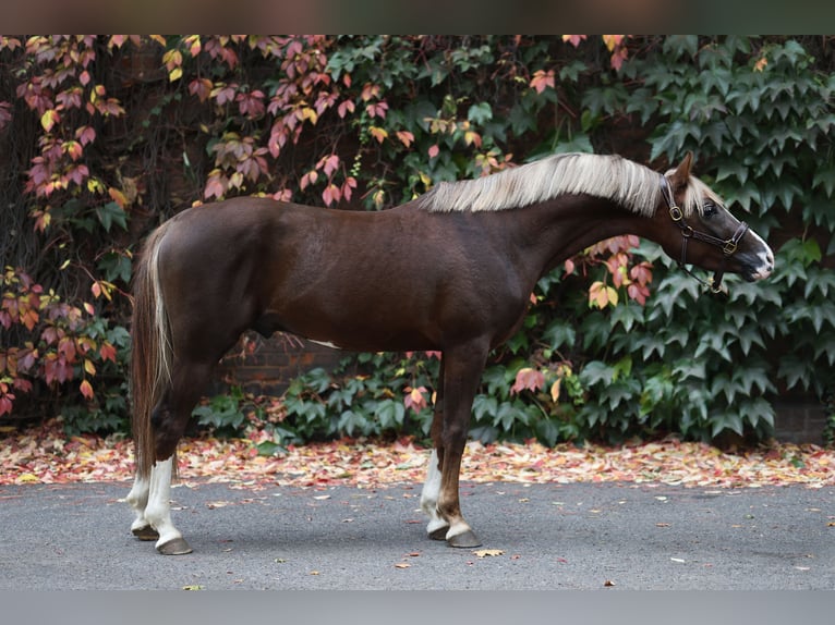 Polnisches Reitpony Hengst 3 Jahre 150 cm Dunkelfuchs in Gniezno