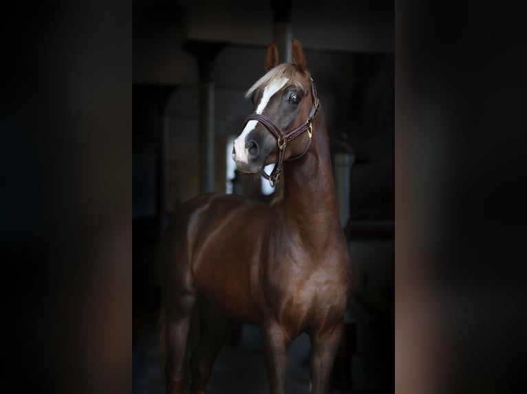 Polnisches Reitpony Hengst 3 Jahre 150 cm Dunkelfuchs in Gniezno