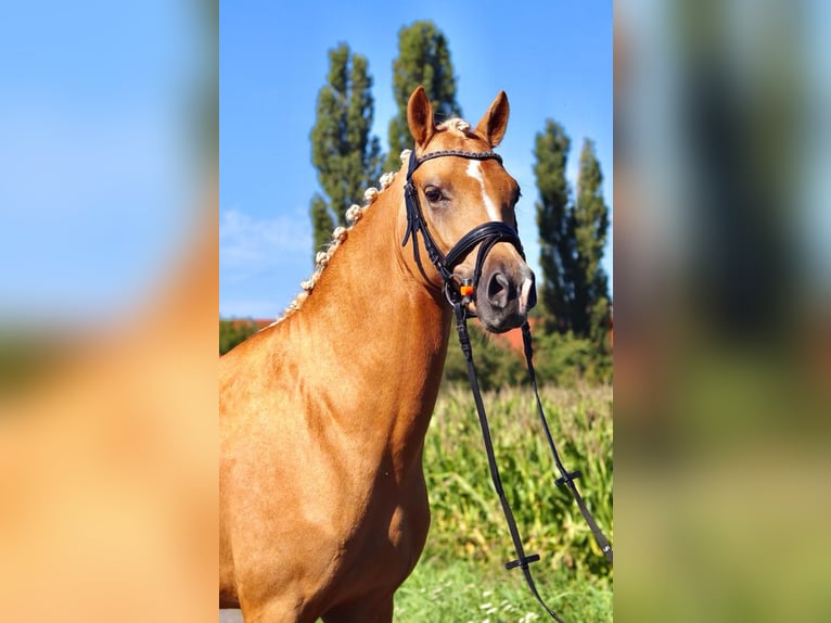 Polnisches Reitpony Hengst 5 Jahre 147 cm Palomino in Legnica