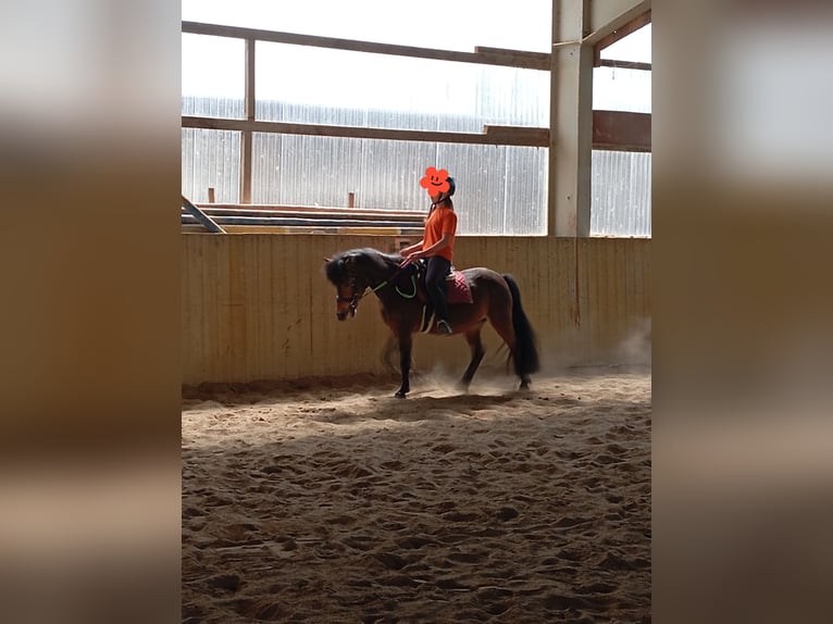 Polnisches Reitpony Mix Stute 10 Jahre 120 cm Brauner in Achstetten