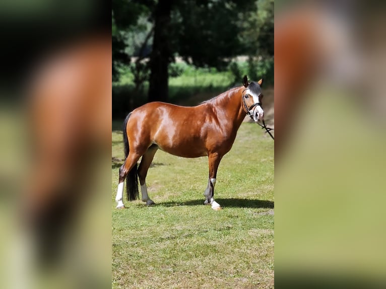 Polnisches Reitpony Stute 10 Jahre 133 cm Brauner in Warendorf