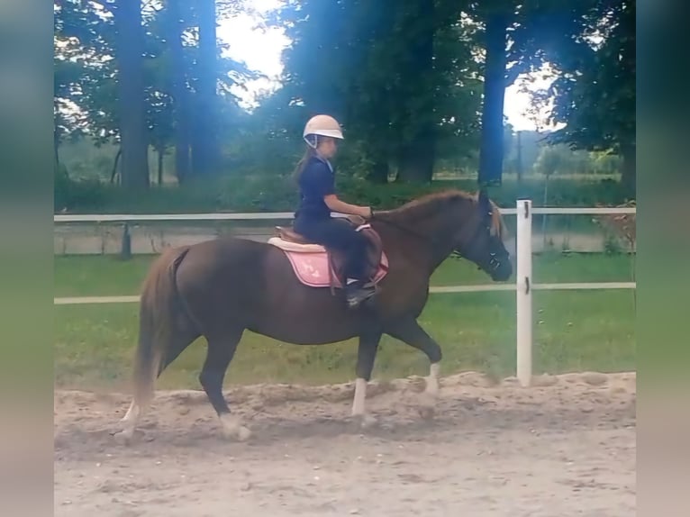Polnisches Reitpony Mix Stute 10 Jahre 138 cm Dunkelfuchs in Forst
