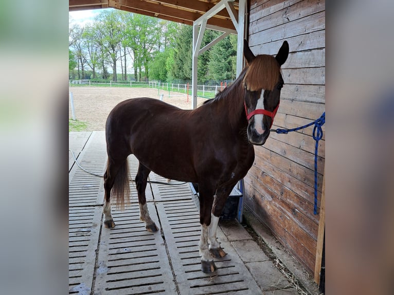 Polnisches Reitpony Mix Stute 10 Jahre 138 cm Dunkelfuchs in Forst