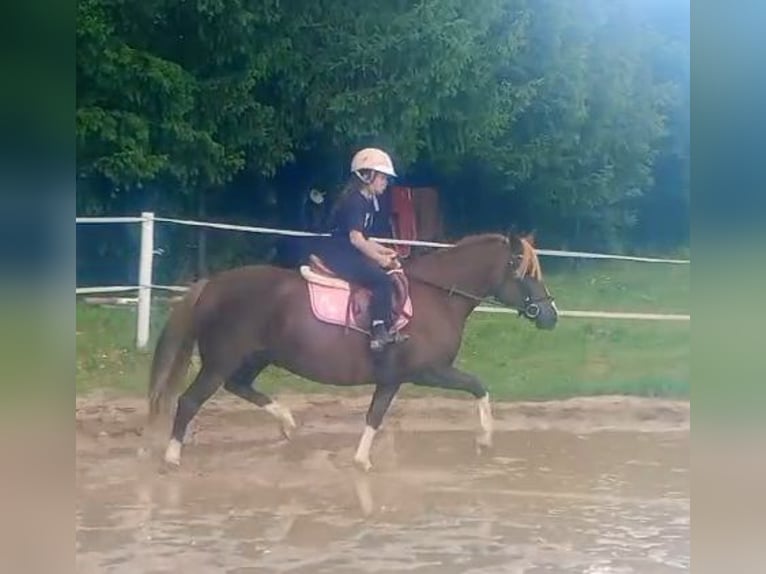 Polnisches Reitpony Mix Stute 10 Jahre 138 cm Dunkelfuchs in Forst