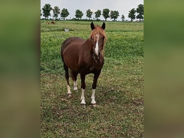 Polnisches Reitpony Mix Stute 10 Jahre 138 cm Dunkelfuchs in Forst