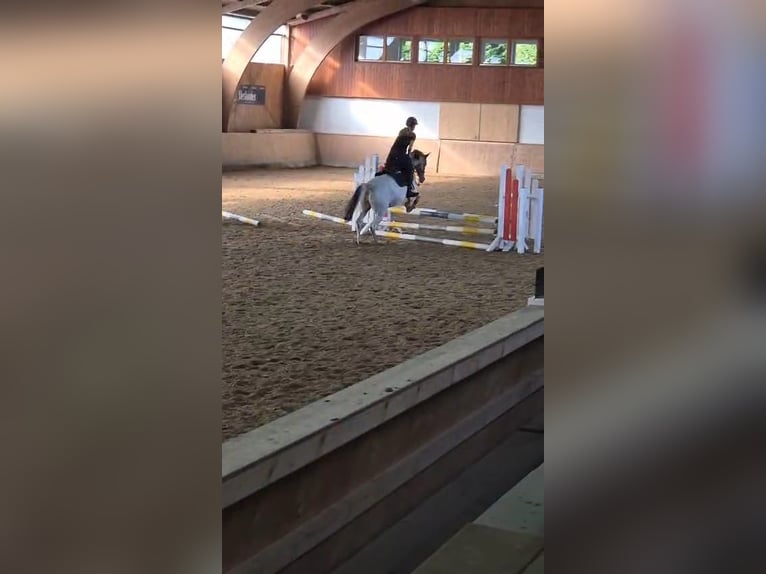 Polnisches Reitpony Stute 10 Jahre 140 cm Schecke in Hövelhof