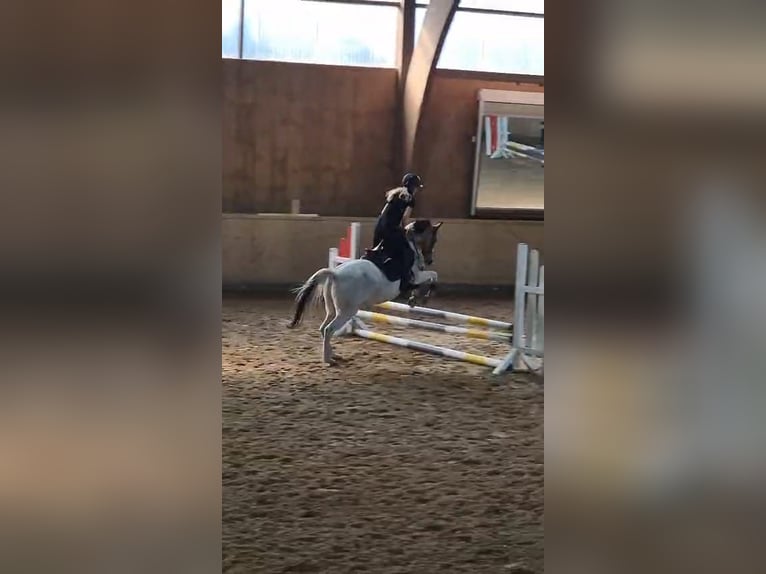 Polnisches Reitpony Stute 10 Jahre 140 cm Schecke in Hövelhof