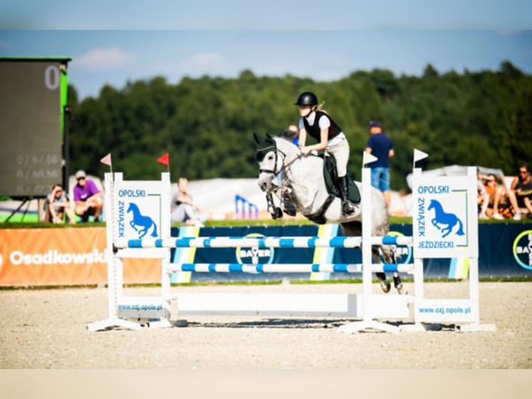 Polnisches Reitpony Stute 10 Jahre 149 cm Schimmel in Gdańsk