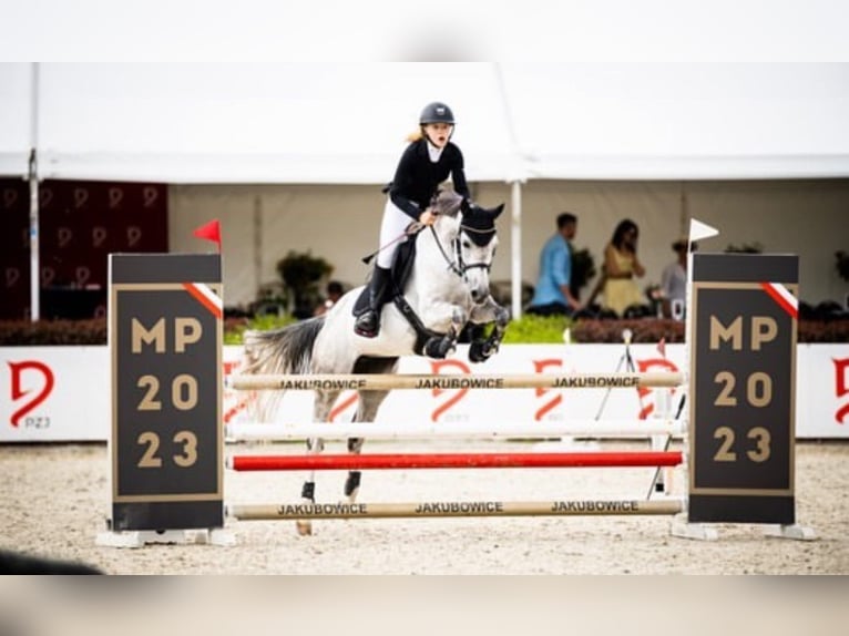 Polnisches Reitpony Stute 10 Jahre 149 cm Schimmel in Gdańsk