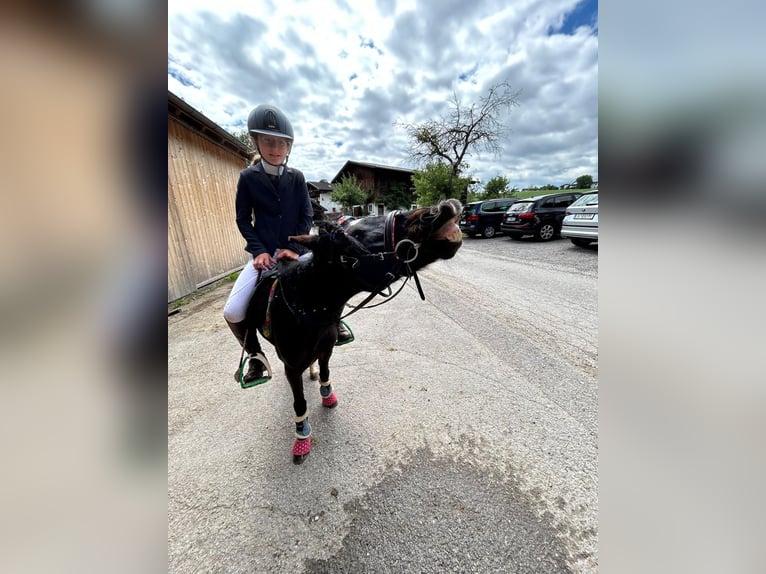 Polnisches Reitpony Stute 11 Jahre 110 cm Rappe in Aldrans