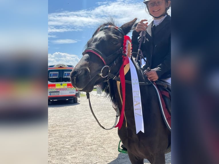 Polnisches Reitpony Stute 11 Jahre 110 cm Rappe in Aldrans