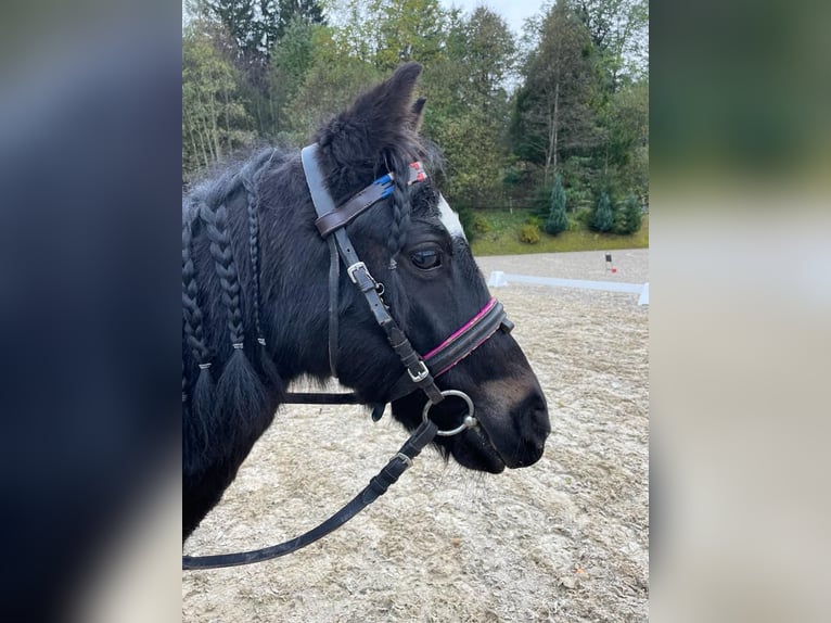 Polnisches Reitpony Stute 11 Jahre 110 cm Rappe in Aldrans