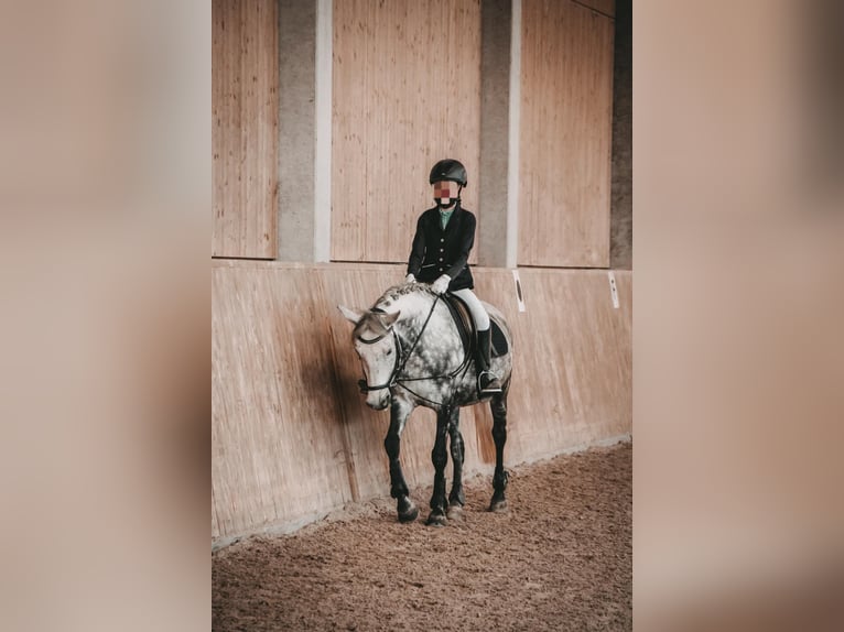 Polnisches Reitpony Stute 11 Jahre 148 cm Apfelschimmel in Renchen
