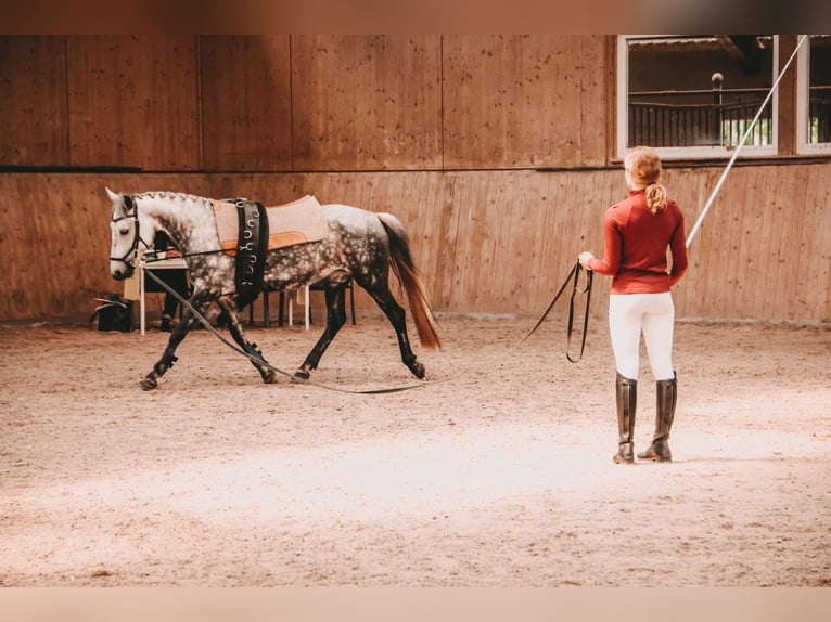 Polnisches Reitpony Stute 11 Jahre 148 cm Apfelschimmel in Renchen