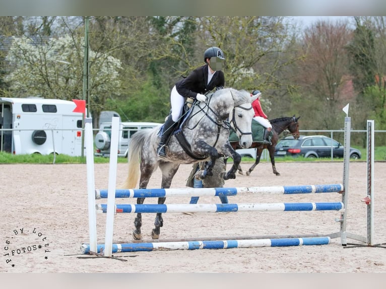 Polnisches Reitpony Stute 11 Jahre 148 cm Apfelschimmel in Renchen