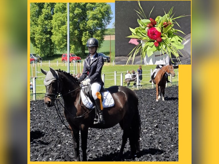 Polnisches Reitpony Stute 12 Jahre 147 cm Dunkelbrauner in Freyburg