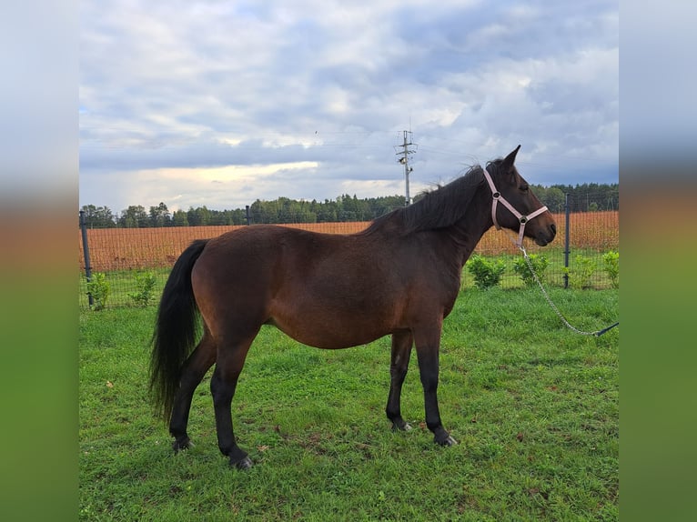 Polnisches Reitpony Mix Stute 12 Jahre 151 cm Brauner in Forst